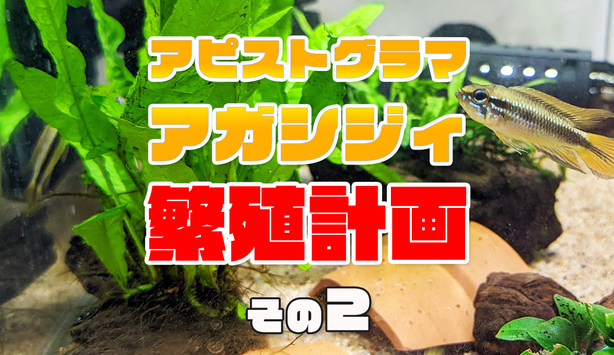 2022年】アピストグラマ・アガシジィ繁殖計画 その2 | Blue