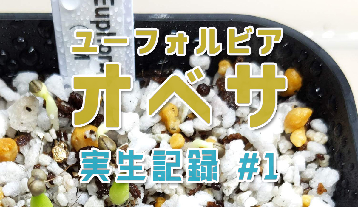 ユーフォルビア オベサ実生記録 #1 | みずみどり