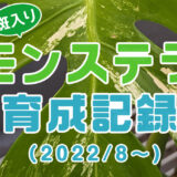 【2024/1更新】斑入りモンステラ ホワイトタイガーの育成記録（2022/8～）