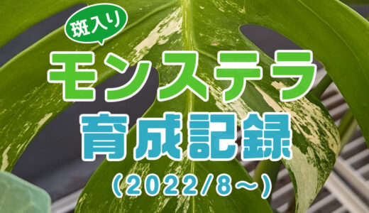 【2024/1更新】斑入りモンステラ ホワイトタイガーの育成記録（2022/8～）