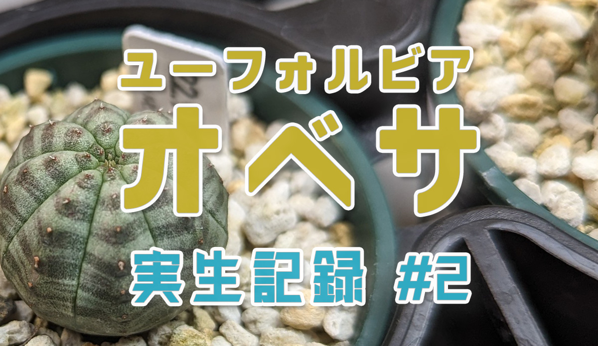 ユーフォルビア オベサ実生記録 #2 | みずみどり