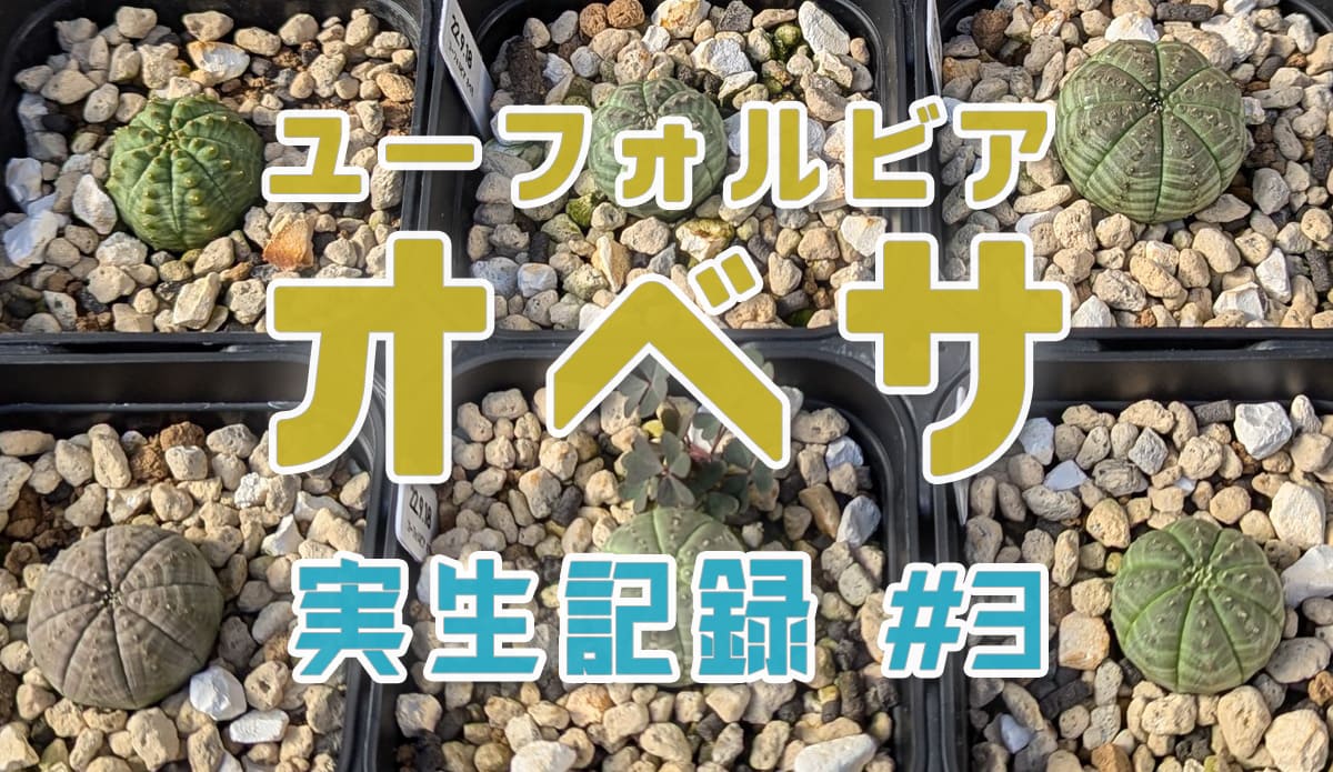 ユーフォルビア オベサ実生記録 #3 | みずみどり