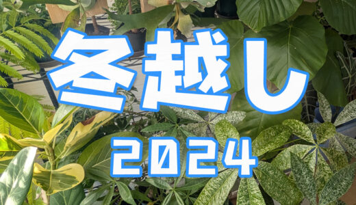 観葉・多肉植物と3度目の冬、今年はベランダでの冬越しに挑戦！