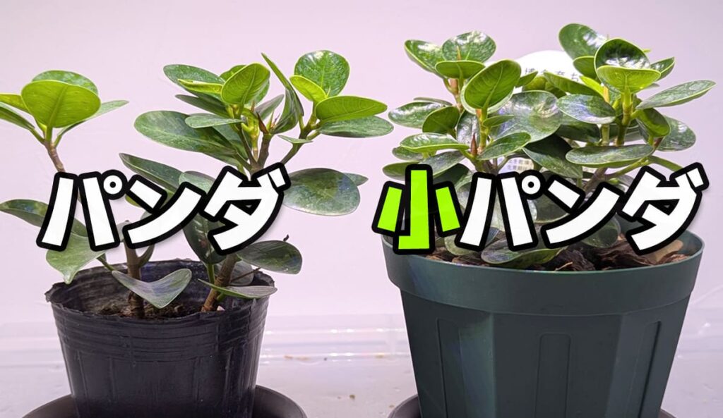growing-ficus-microcarpa-panda