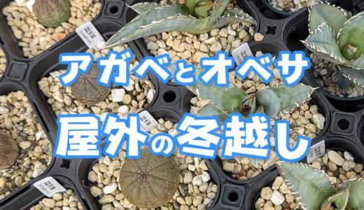 【2025年1月】屋外で冬越し中のアガベとオベサの途中経過