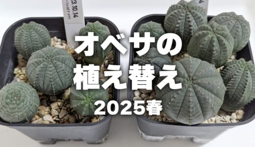 【お世話ノート】実生1年半のオベサを植え替えました