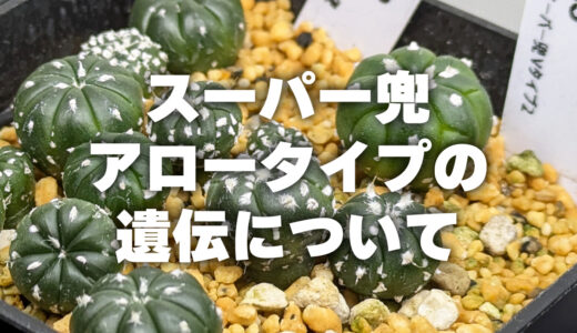 スーパー兜のアロータイプの遺伝確率についてChatGPTに聞いてみた