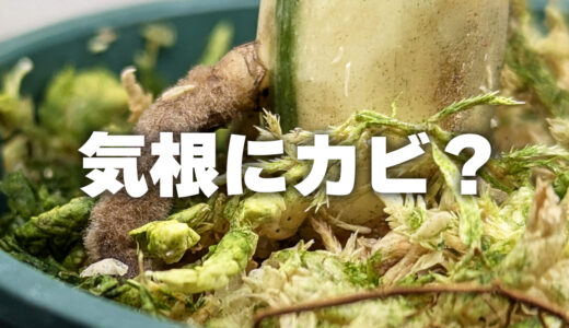 モンステラの気根にカビ？ChatGPTに聞いてみた