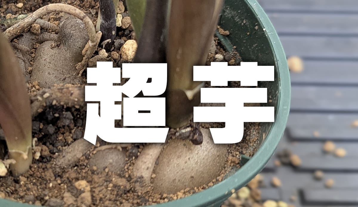 葉挿し3年目のザミオクルカス・レイヴンを植え替え｜パンパンの