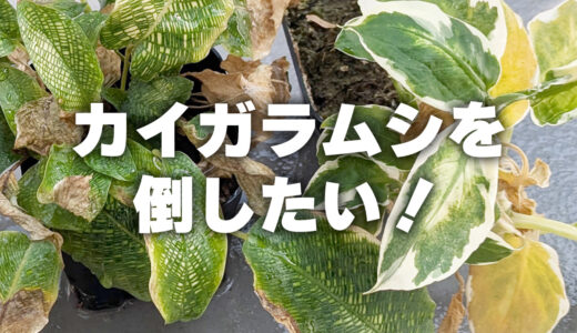 【お世話ノート】暖かさとともにやってきた厄介者 – カイガラムシとの戦い