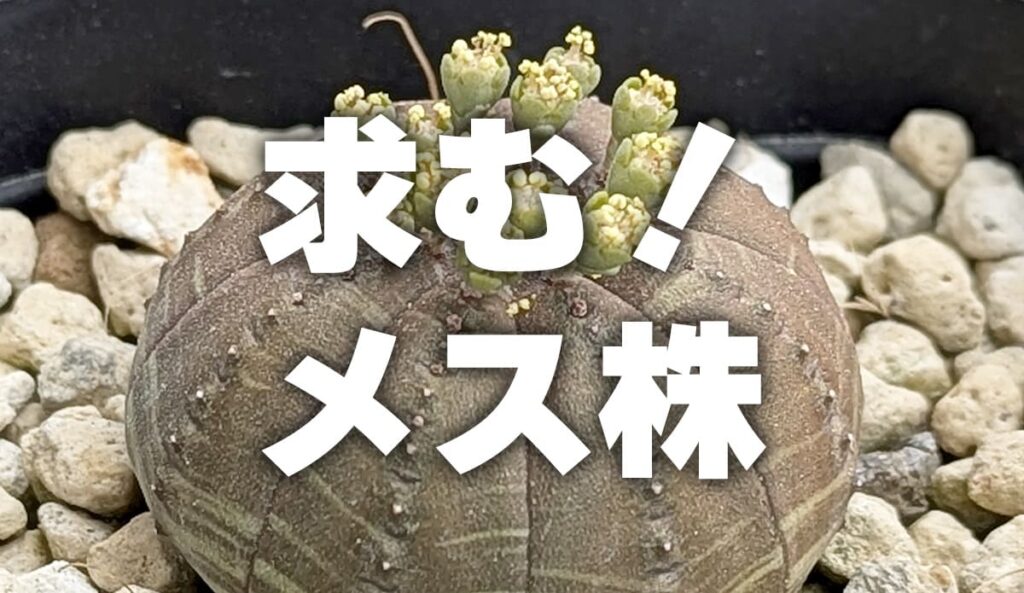 ユーフォルビア・オベサが開花！…と思ったら全員オスだった話 | みずみどり