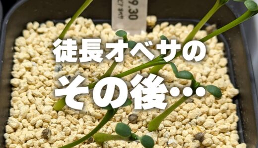 やらかした徒長オベサは復活できる？2種類の鉢でリスタート実験