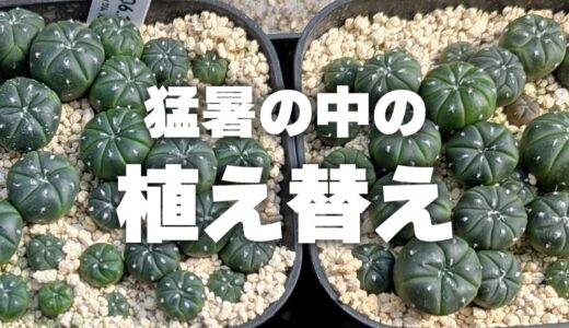 夏越し準備スタート！多肉と塊根のトレー植え替え記録
