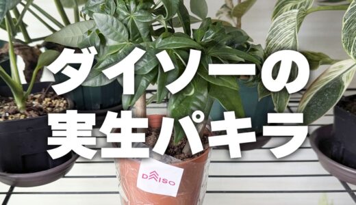 【ダイソーで発見】3本仕立ての実生パキラを買ってみた