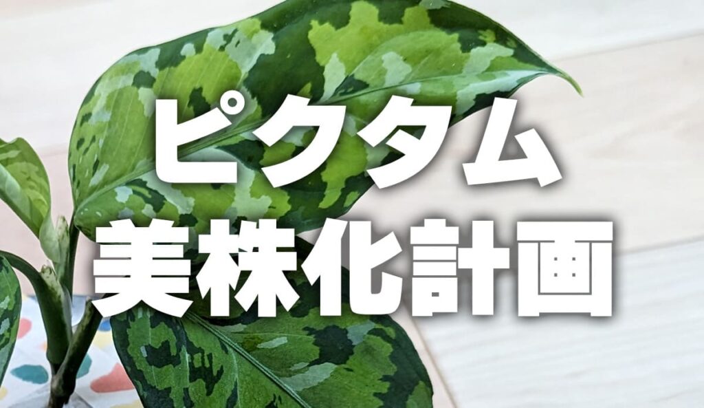 ピクタム美株化計画】アグラオネマ・ピクタムがうまく育たない理由を